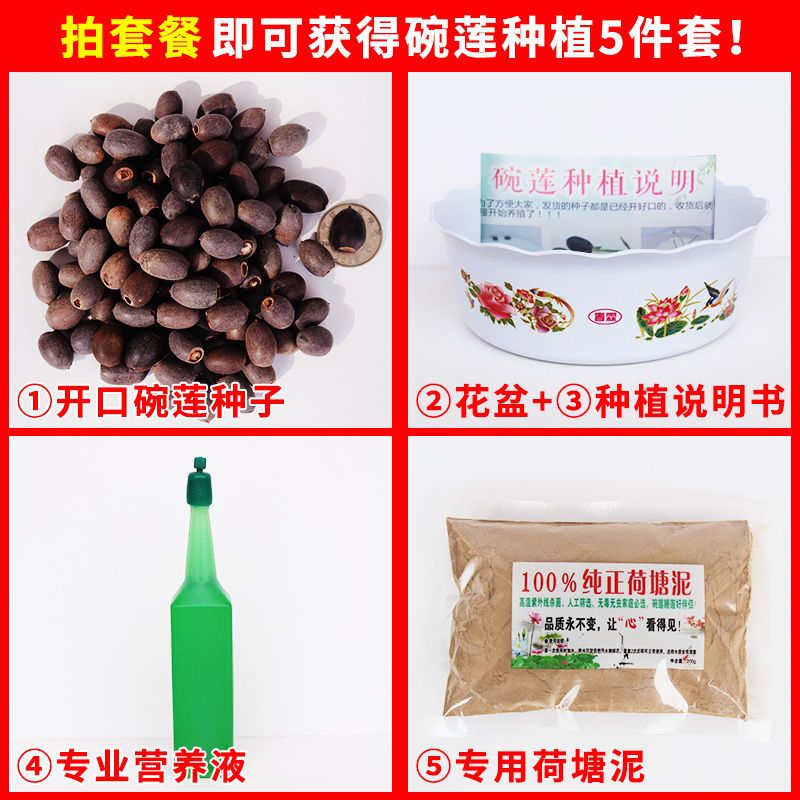 [亏本冲量]碗莲种子水培植物室内绿植盆栽七彩睡莲荷花种子花卉