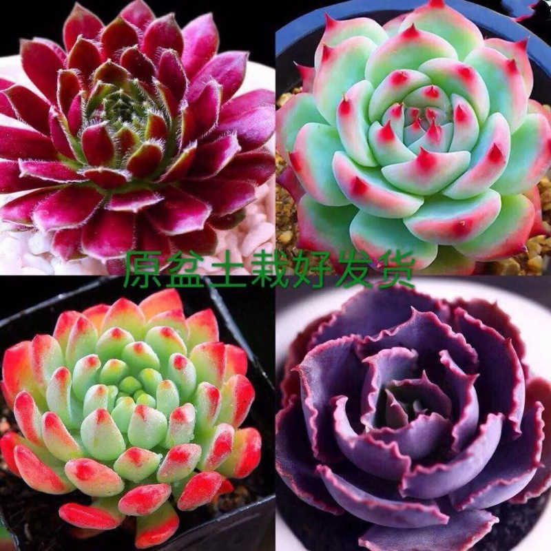 添晴园艺用品 群生多肉 多肉多肉植物胭脂云金小球玫瑰玉露盆栽花卉晚霞之舞 紫牡丹 蓝苹果 吉娃娃 价格图片品牌报价 苏宁易购觅波百货专营店