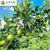 五个农民 冰糖橙新鲜橙子3斤/5斤/9斤当季水果现摘甜橙整箱冰糖柑