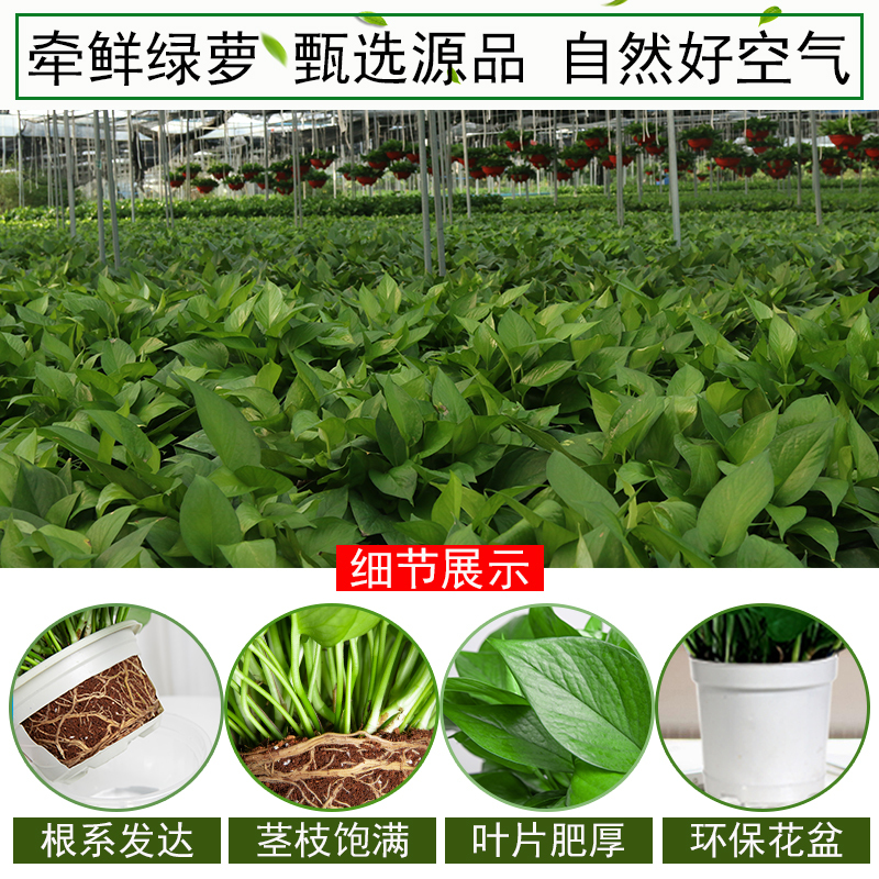 除甲醛净化空气绿萝室内植物好养长藤垂吊绿箩新房盆栽