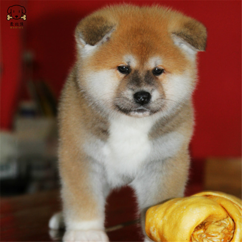 麦比佳 秋田犬纯种秋田犬幼犬中大型秋田犬狗狗活体血统级精品日系秋田日本赛级秋田家庭犬视频挑选包健康秋田柴犬