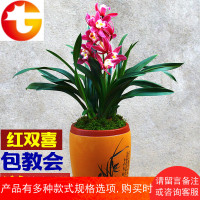 宽叶兰花[红双喜]矮种盆栽植物室内四季兰绿植花卉兰草兰花苗