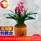 宽叶兰花[红双喜]矮种盆栽植物室内四季兰绿植花卉兰草兰花苗