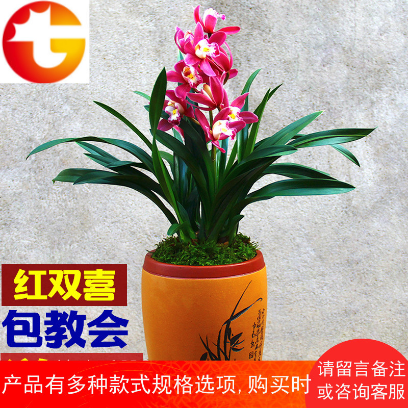 宽叶兰花[红双喜]矮种盆栽植物室内四季兰绿植花卉兰草兰花苗