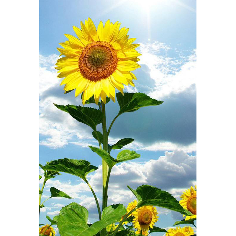 【江苏乡村振兴】【财政集采】【沭阳】虞美人 龙阳葵花籽油20L×100桶