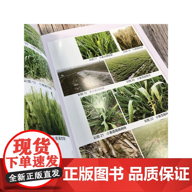 水稻优质高产问答 第2二版 粮油经济作物高效栽培丛书 水稻高效栽培种植技术大全 科学种植水稻书籍 水稻病虫害诊断技术 化高清大图
