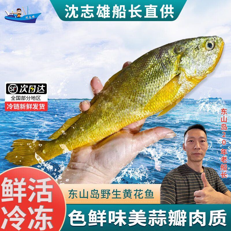沈志雄船长 东山岛海捕海鲜海捕大黄花鱼小黄鱼蒜瓣肉鲜活速冻 盒装共6-8条共800g