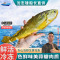 沈志雄船长 东山岛海捕海鲜海捕大黄花鱼小黄鱼蒜瓣肉鲜活速冻 盒装共6-8条共800g