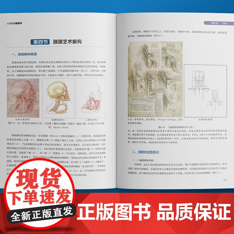 人体表面解剖学 首版融合医学艺术体育的创新型教材 全彩印刷透视图线条图 临床医师针灸师康复治疗师美术教师 广东科技出版社高清大图