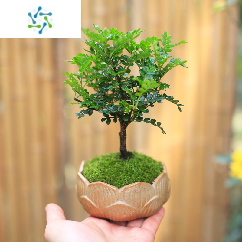 三维工匠清香木盆栽迷你室内创意桌面小盆景办公室绿植好养四季胡椒木