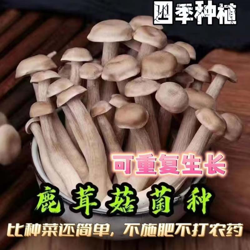 鹿茸菇菌包 每包≥1260克菌种高清大图
