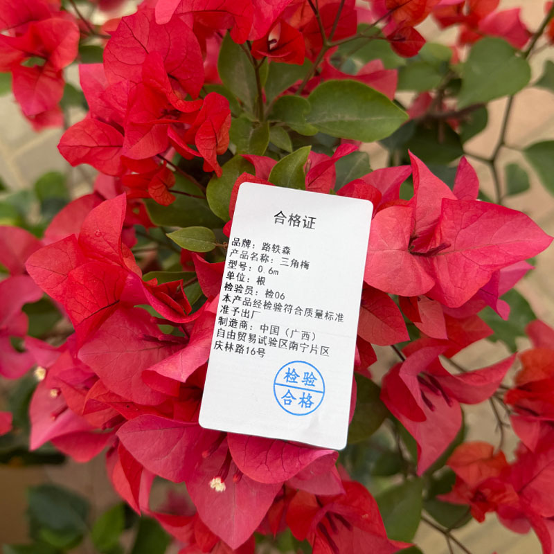 路轶森 三角梅 0.6m 棵高清大图