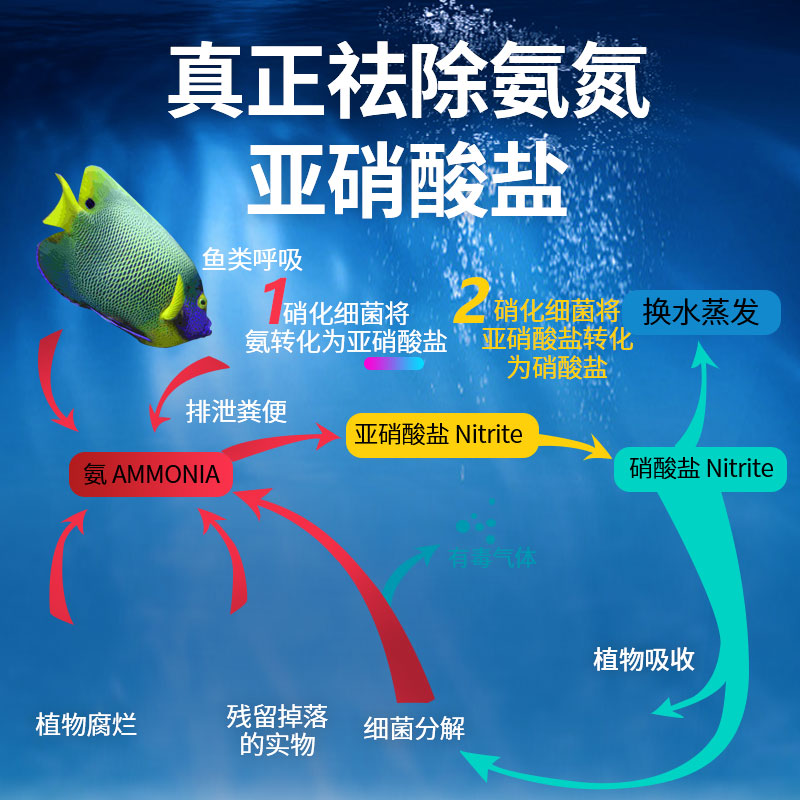 硝化细菌细菌鱼缸净水剂鱼缸水质净化剂硝化菌养鱼水族用品高清大图