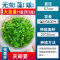 爬地矮珍珠前景水草植物日本水下叶鱼缸造景水培真草古法养鱼趴地