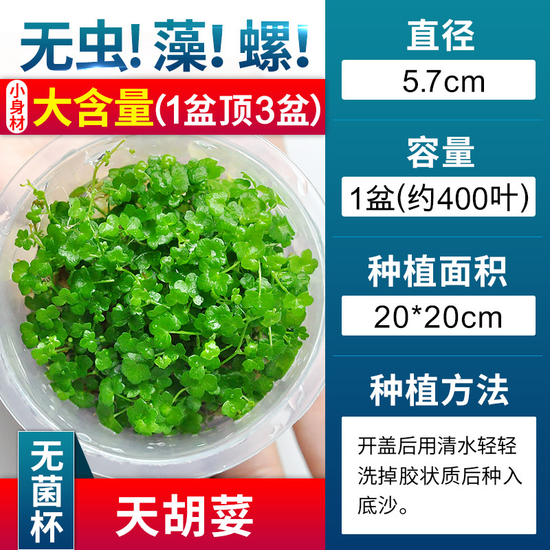 爬地矮珍珠前景水草植物日本水下叶鱼缸造景水培真草古法养鱼趴地