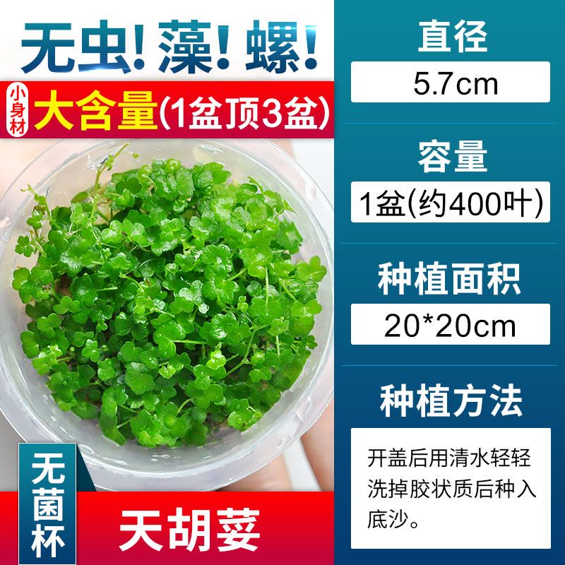 爬地矮珍珠前景水草植物日本水下叶鱼缸造景水培真草古法养鱼趴地图片