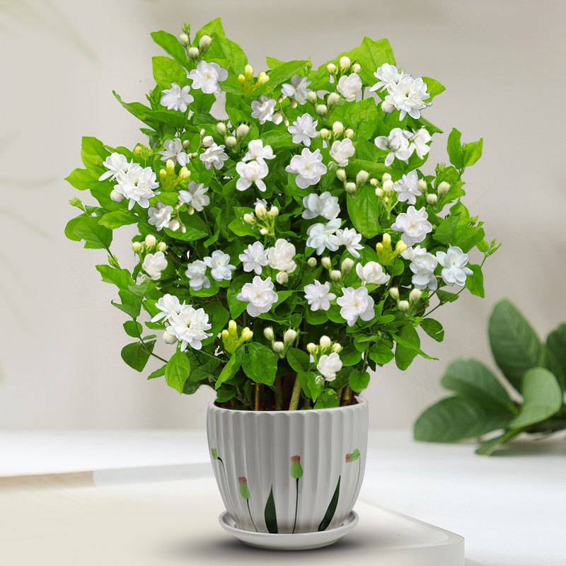 茉莉花苗盆栽带花苞九里香老桩驱蚊花卉植物室内浓香四季开花好养