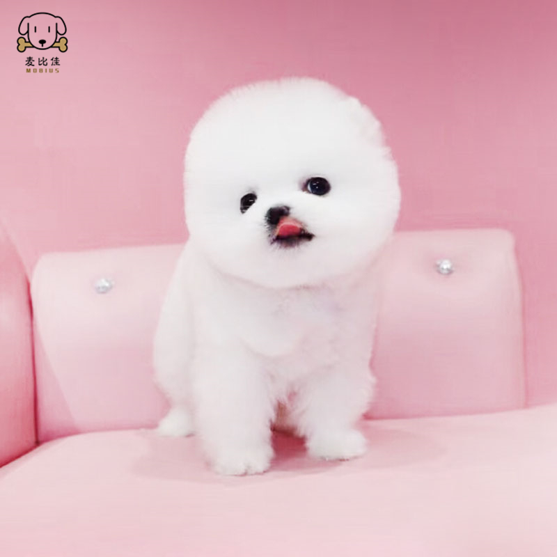 麦比佳 宠物狗狗活体博美犬幼犬活体哈多利系球体博美俊介狗狗小体玩具型血统级长不大茶杯犬纯白色黄色博美狗高清大图
