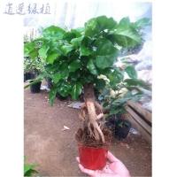 绿宝树桩造型微盆景平安树幸福树小盆栽办公室内观叶常绿植物高30厘米带盆栽好高35厘米带盆栽好