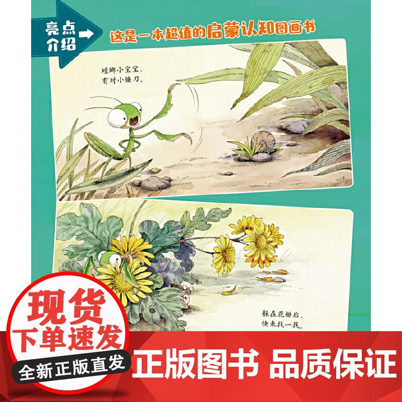 乐悠悠启蒙图画书螳螂小谣曲儿童绘本0-1-2到3岁宝宝早教经典故事书硬壳精装认识螳螂主题昆虫动物蝴蝶知了蜻蜓启蒙认知阅读高清大图