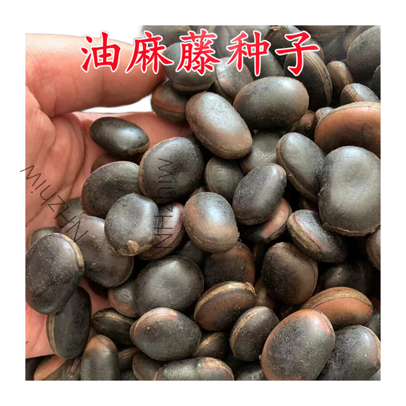 精选优质油麻藤种子1千克高清大图