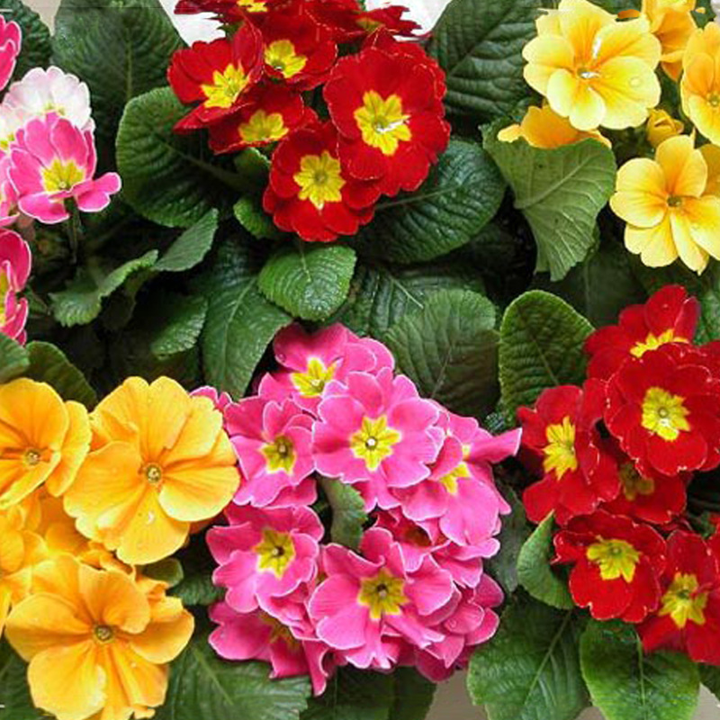 冬季开花盆栽 报春花四季报春欧报春欧洲报春花多彩小盆栽花卉草花花期长颜色多花苞多缤纷艳丽报价 参数 图片 视频 怎么样 问答 苏宁易购