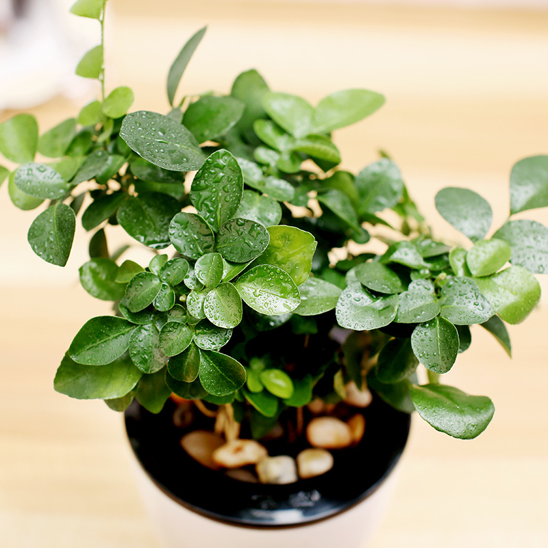 【九里香+吸水盆，绿植盆栽套装】绿植绿萝盆栽驱蚊水培植物绿箩办公室盆栽袖珍椰子盆景带盆栽好园艺用品花卉绿植