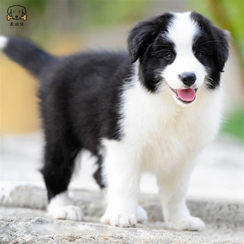 麦比佳 边境牧羊犬 幼犬边牧狗活体纯种血统级中大型边牧犬大骨架三通七白通脖通背牧羊犬高智商宠物狗视频挑选高清大图