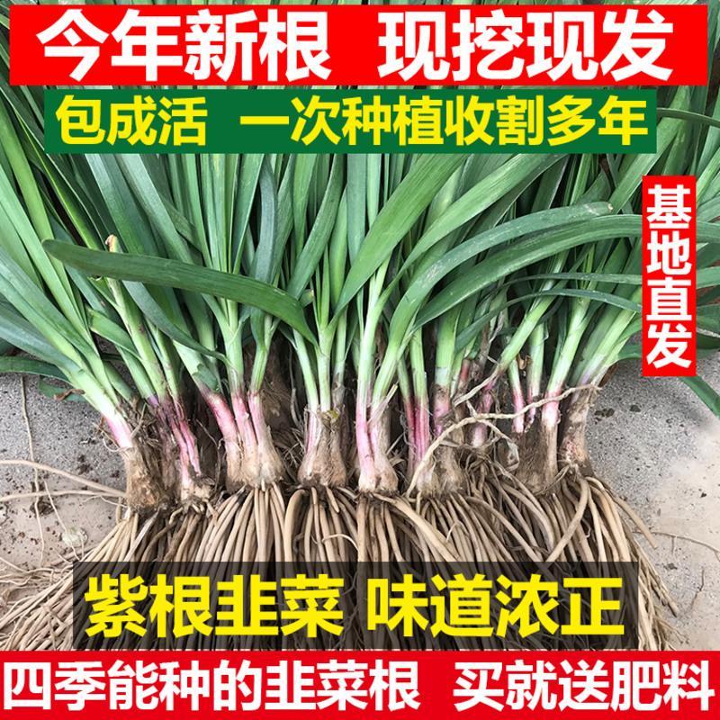 韭菜苗现挖紫红根大宽叶韭菜根四季韮菜韭菜种子籽盆栽蔬菜苗 新韭菜种子50克[只限今日]