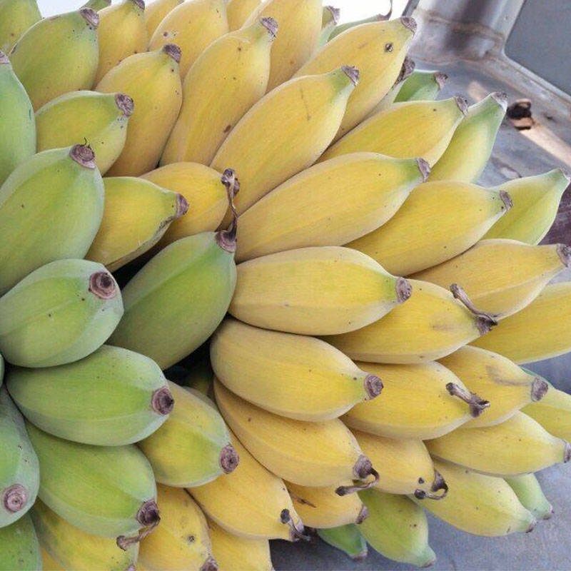 广西新鲜小米蕉易剥皮香蕉芭蕉当季特产水果5斤广西小米蕉水果新鲜当
