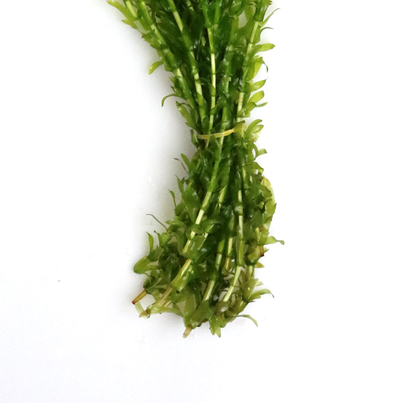 鱼缸造景后景真水蜈蚣缸装饰金鱼藻类植物懒人新手有茎类高清大图