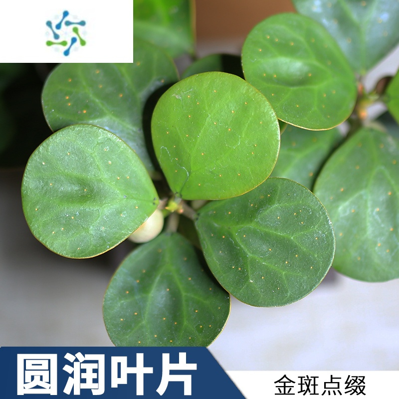 三维工匠小盼菩提盆栽花卉带果好养室内桌面植物办公室绿植菩提树盆景