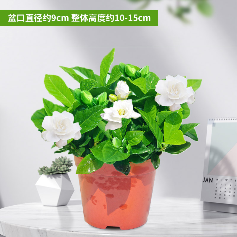 茉莉花苗盆栽带花苞九里香老桩驱蚊花卉植物室内浓香四季开花物内 含盆 带花苞发货90#栀子花简易盆+肥料