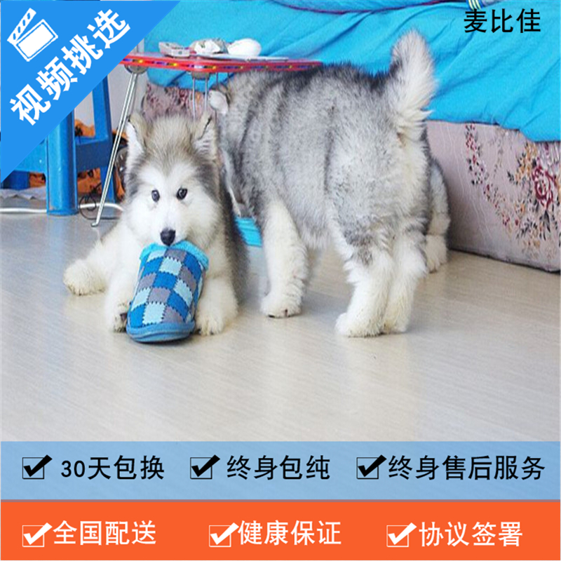 麦比佳 纯种巨型阿拉斯加幼犬活体宠物 熊版十字脸阿拉斯加雪橇犬 双血统烟灰色桃脸阿拉斯加幼犬巨大型雪橇犬阿拉斯加犬高清大图