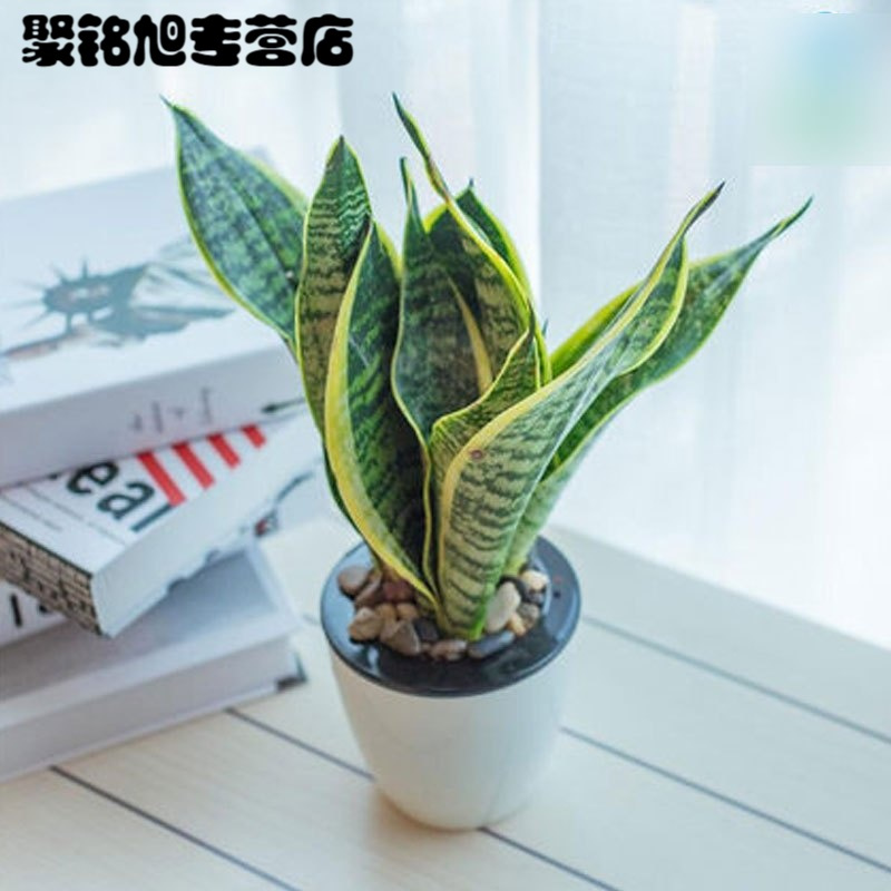 (带盆栽好)金边虎皮兰绿植盆栽植物阳台办公桌窗台茶几书房盆栽绿植客厅花卉盆栽自动吸水虎皮兰花卉绿植盆栽