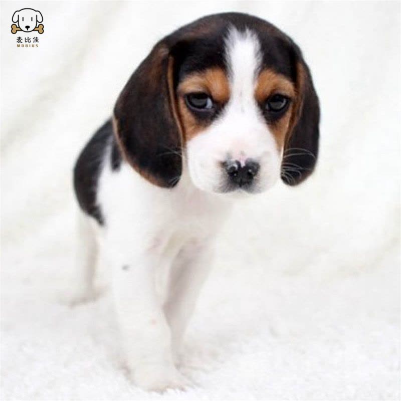 麦比佳宠物比格狗狗活体 花色比格犬幼犬纯种血统级比格短毛米格鲁猎兔犬比格猎狗高智商家养中小型犬视频挑选图片