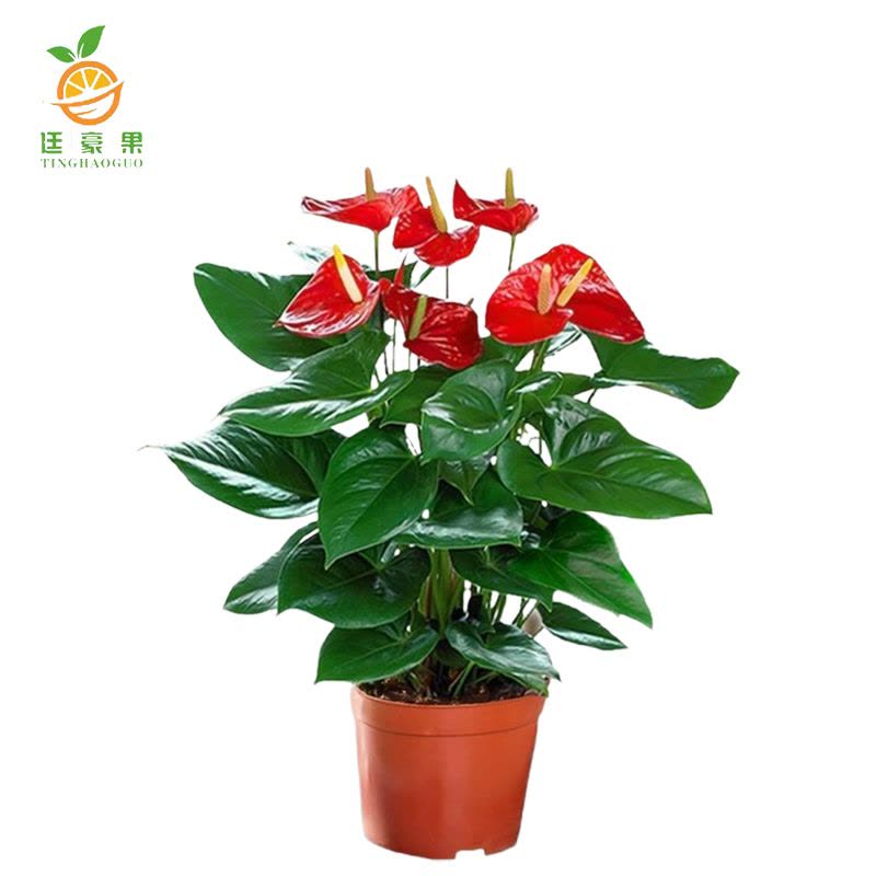 廷豪果 观赏红掌 30cm图片