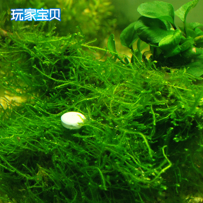 片鱼缸造景水鱼缸二氧化碳片溶水型鱼缸装饰水造景高清大图