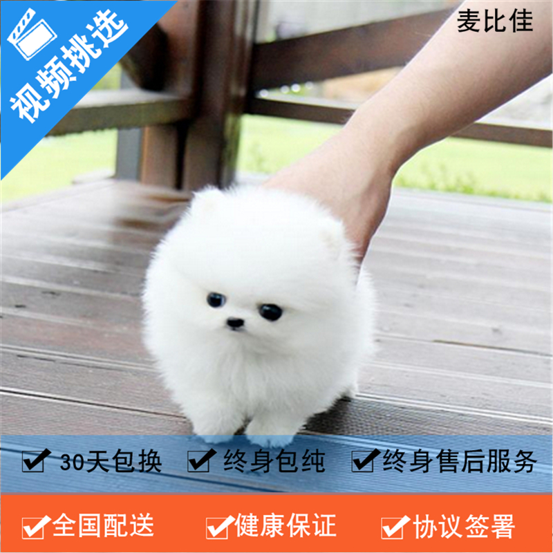 麦比佳 纯种哈多利系球体博美犬活体动物 茶杯博美犬 日系俊杰双血统长不大的茶杯狗白色博美犬 玩具博美犬活体狗狗纯种博美犬高清大图