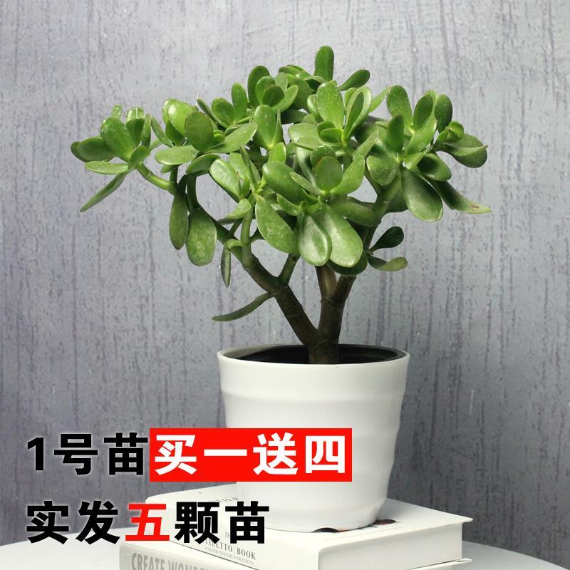 特价玉树盆栽大叶玉树花厚脸皮燕子掌室内客厅多肉植物老桩邮