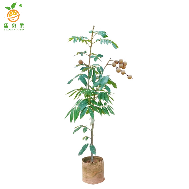 廷豪果 幸福树盆栽 XZ-1465# /盆高清大图