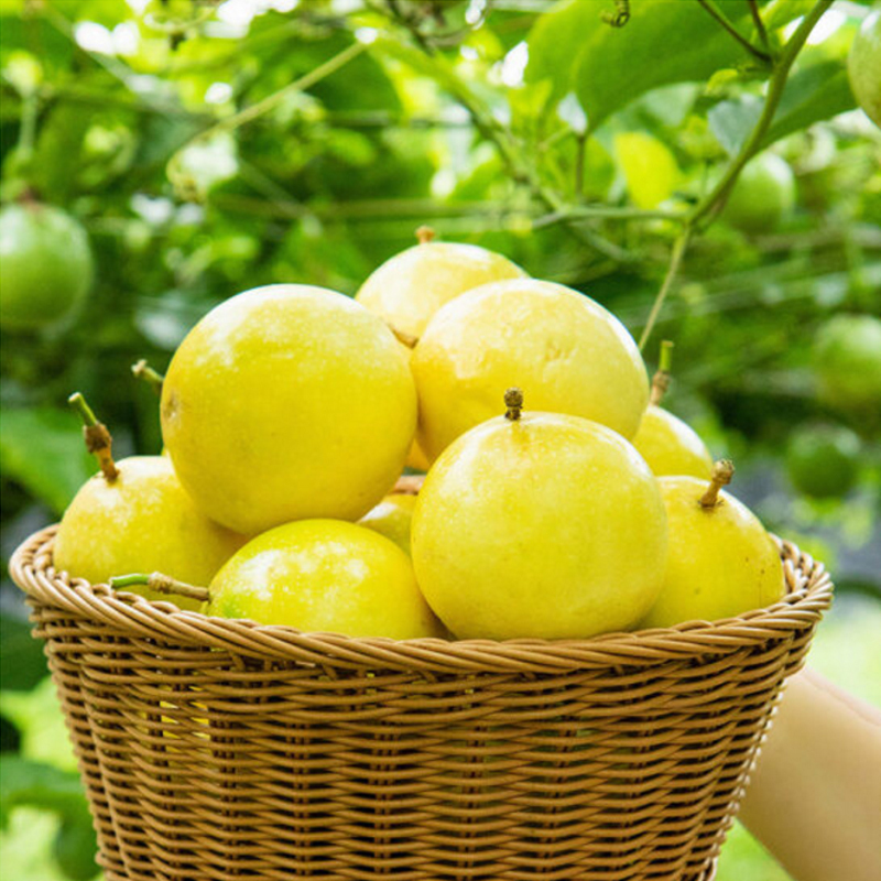 黄金百香果24枚单果40g以上冷藏国产浆果类核果类新鲜水果生鲜水果陈