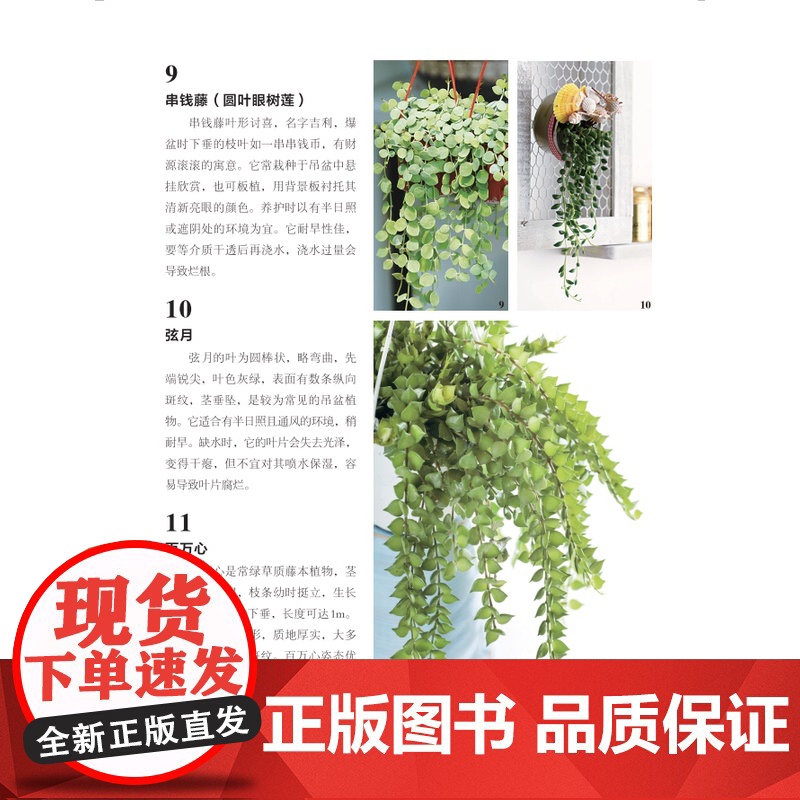 绿手指园艺图书 花植风格设计课 绿手指花艺大师系列插花设计入门宝典,经典案例纵览,一本书畅享自然风、时尚风、北欧风、高清大图