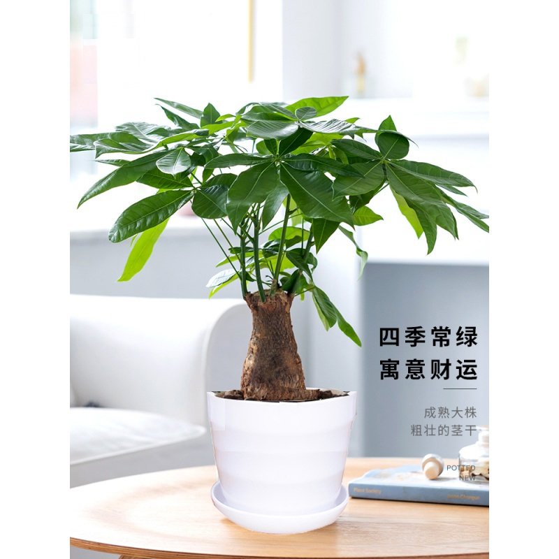 发财树盆栽树桩招财花卉绿植物室内四季常青客厅办公室大号报价 参数 图片 视频 怎么样 问答 苏宁易购