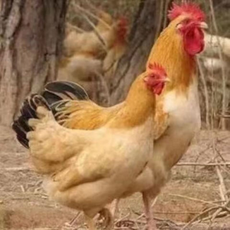 小母鸡 袋装500g高清大图