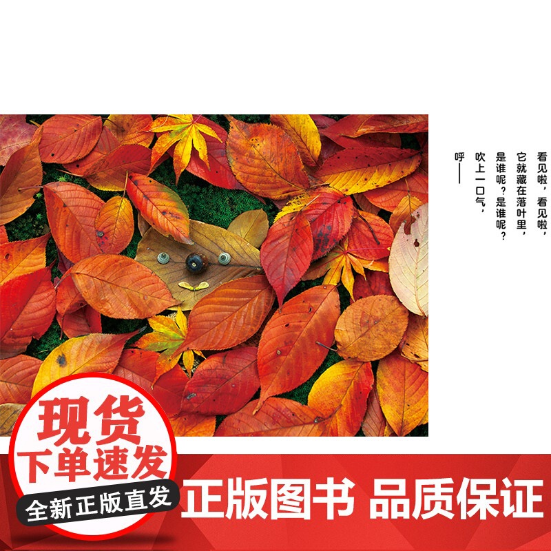 秋天主题系列落叶捉迷藏精装绘本2岁以上落叶搭建的各种造型的小动物锻炼小朋友们的想象力动手能力和立体思维蒲蒲兰正版童书高清大图