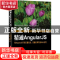 正版 精通AngularJS (美)Pawel Kozlowski,(美)Peter Bacon Darw