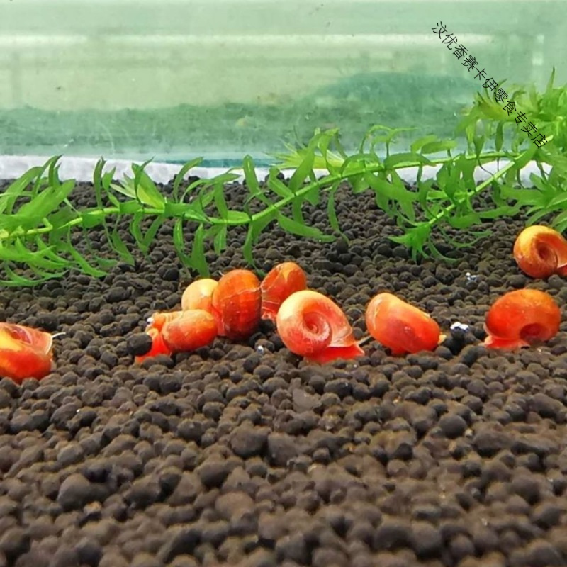 观赏螺活体苹果螺淡水螺鱼缸除藻工具螺黄金螺马来螺宠物蜗牛小号红
