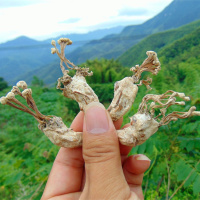 2018年新货大别山区 野生金蝉花 竹林蝉花土蝉花 金蝉花100克