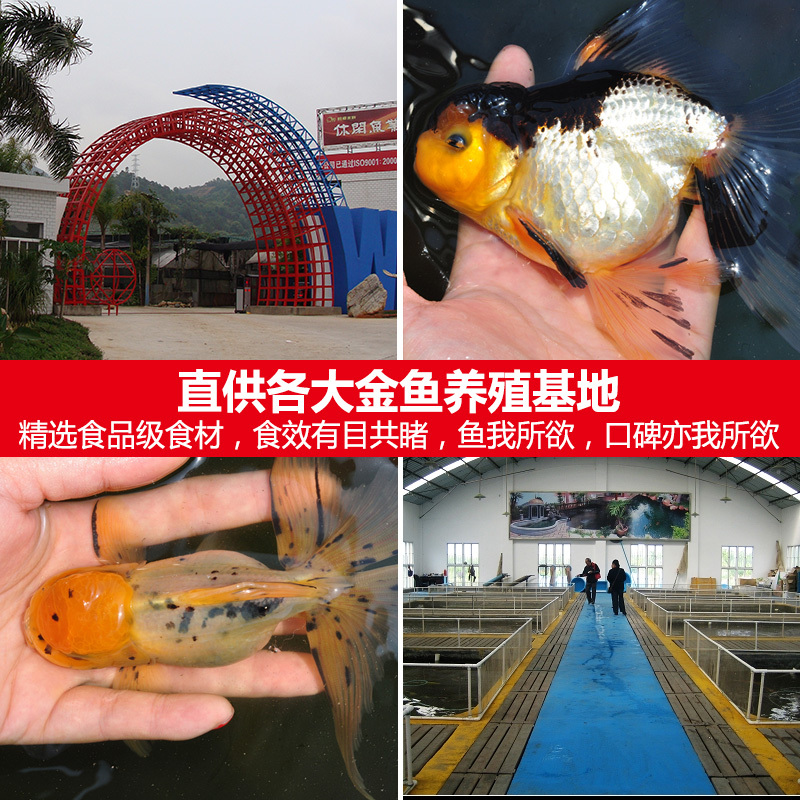 金鱼饲料专用鱼食小型鱼金鱼粮上浮小颗粒鱼料饲料通用型高清大图